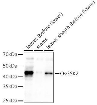 OsGSK2 Rabbit Polyclonal Antibody (CAB20367)