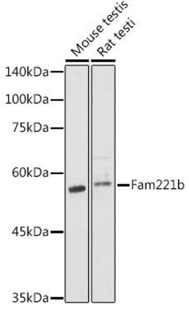 Fam221b Polyclonal Antibody (CAB20384)