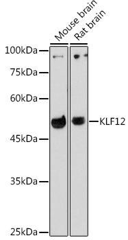 KLF12 Rabbit Polyclonal Antibody (CAB20469)