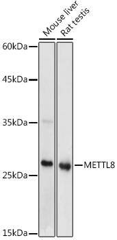 METTL8 Rabbit Polyclonal Antibody (CAB20485)