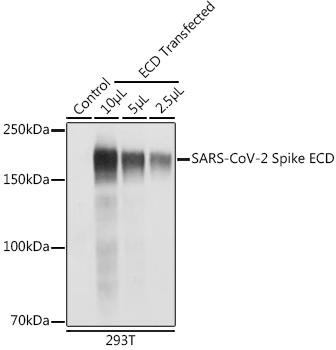 SARS-CoV-2 Spike ECD Rabbit Polyclonal Antibody (CAB20497)