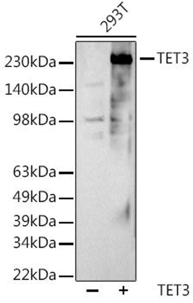TET3 Rabbit Polyclonal Antibody (CAB20501)