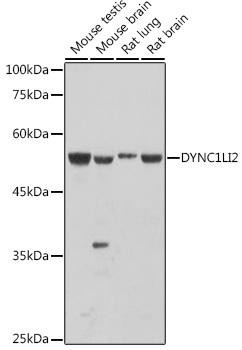 DYNC1LI2 Rabbit Polyclonal Antibody (CAB20592)
