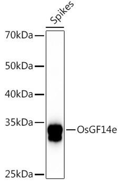 OsGF14e Rabbit Polyclonal Antibody (CAB20628)