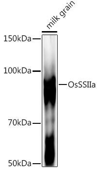 OsSSIIa Rabbit Polyclonal Antibody (CAB20631)