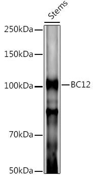 BC12 Rabbit Polyclonal Antibody (CAB20638)