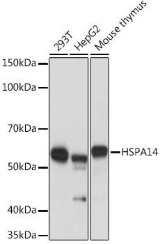 HSPA14 Rabbit Monoclonal Antibody (CAB2286)