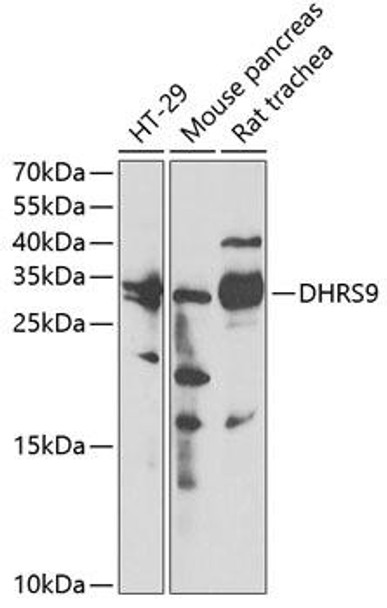 Anti-DHRS9 Antibody (CAB6324)
