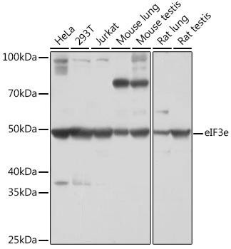 eIF3e Rabbit Monoclonal Antibody (CAB3431)