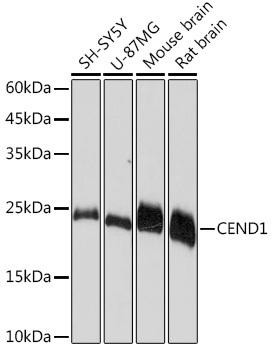 CEND1 Rabbit Monoclonal Antibody (CAB5930)