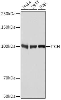 [KO Validated] ITCH Rabbit Monoclonal Antibody (CAB8624)