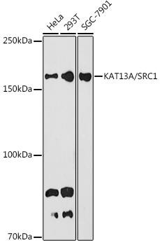 KAT13A/SRC1 Rabbit Monoclonal Antibody (CAB9058)