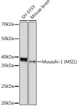 Musashi-1 (MSI1) Rabbit Monoclonal Antibody (CAB9122)