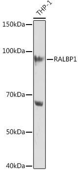 RALBP1 Rabbit Monoclonal Antibody (CAB9701)