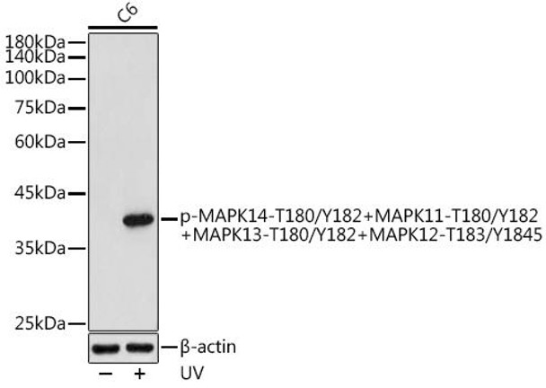 Phospho-MAPK14-T180/Y182+MAPK11-T180/Y182+MAPK13-T180/Y182+MAPK12-T183/Y1845 Rabbit Polyclonal Antibody (CABP1256)