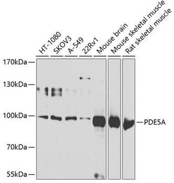 Anti-PDE5A Antibody (CAB6831)