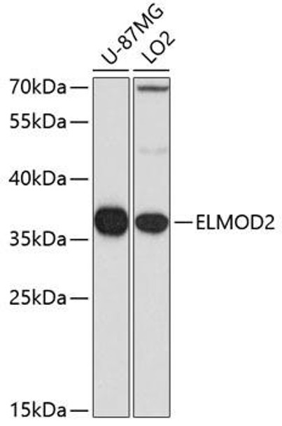 Anti-ELMOD2 Antibody (CAB7859)