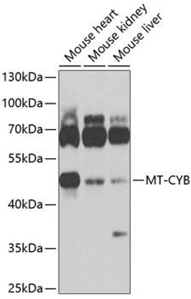 Anti-MT-CYB Antibody (CAB9762)