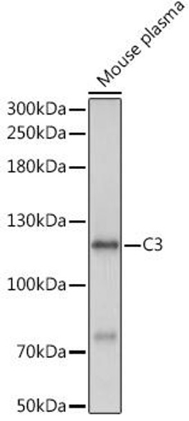 Anti-C3 Antibody (CAB16781)