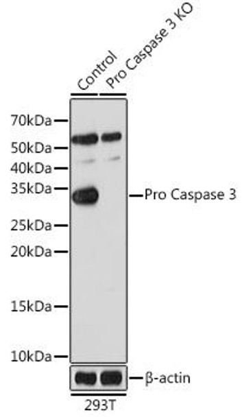 Anti-active + pro Caspase-3 Antibody [KO Validated] (CAB19654)