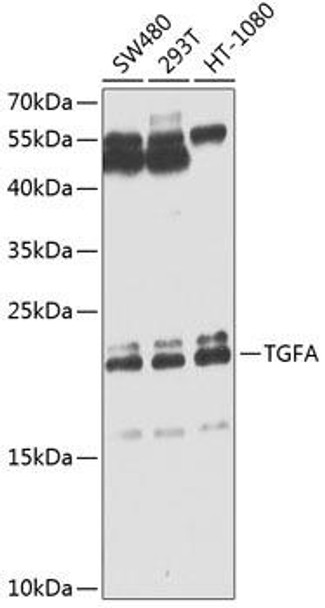 Anti-TGFA Antibody (CAB0337)
