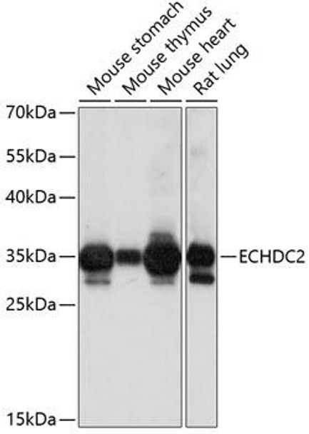 Anti-ECHDC2 Antibody (CAB14591)