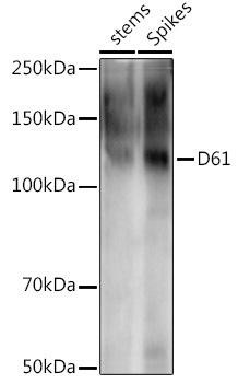 D61 Polyclonal Antibody (CAB20670)