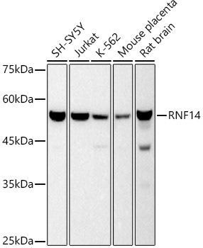 RNF14 Monoclonal Antibody (CAB20913)