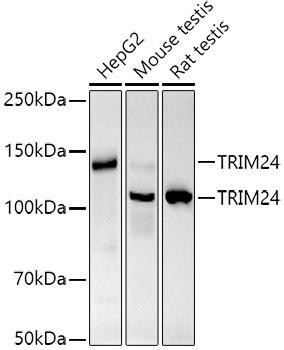 TRIM24 Monoclonal Antibody (CAB20938)