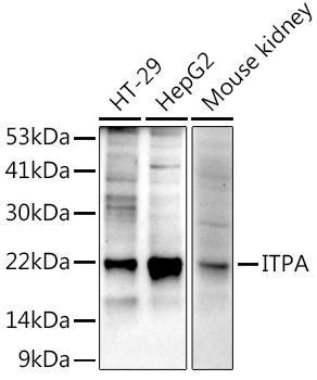 ITPA Monoclonal Antibody (CAB9370)