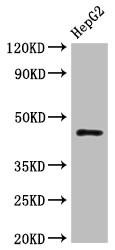 HLA-B Antibody (PACO64761)