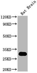 Hmgb1 Antibody (PACO64769)