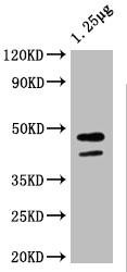 malE Antibody (PACO64829)