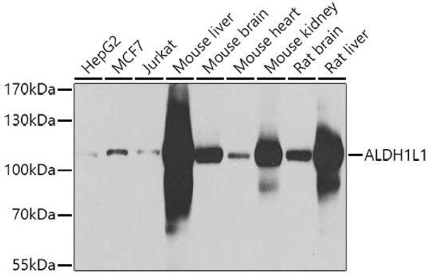 Anti-ALDH1L1 Antibody (CAB7067)