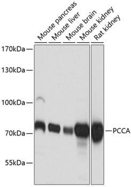 Anti-PCCA Antibody (CAB9486)