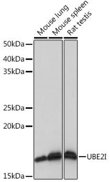 Anti-UBE2I Antibody (CAB4396)