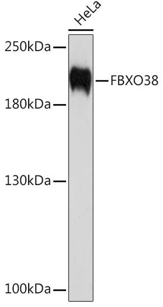 Anti-FBXO38 Antibody (CAB10328)