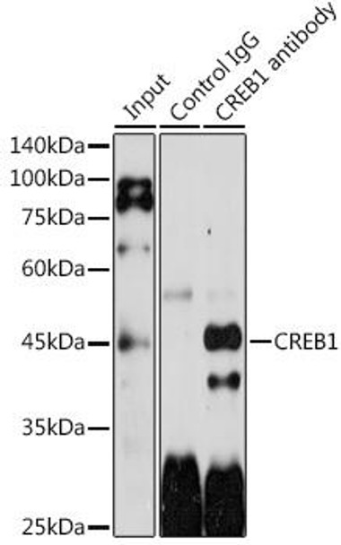 Anti-CREB1 Antibody (CAB12311)