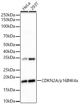 CDKN2A/p16INK4a Monoclonal Antibody (CAB23450)