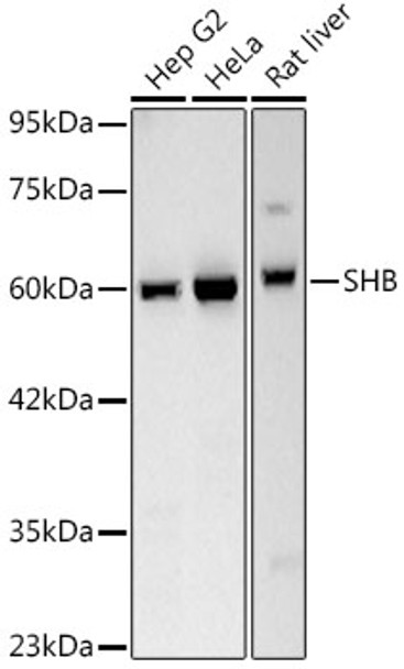 SHB Monoclonal Antibody (CAB24000)