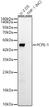 PCPE-1 Monoclonal Antibody (CAB24732)