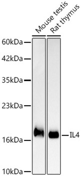 IL4 Monoclonal Antibody (CAB24733)