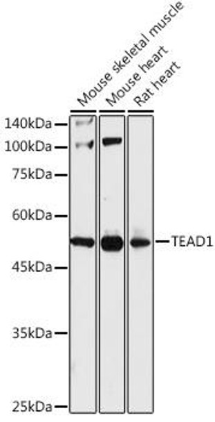 Anti-TEAD1 Antibody (CAB13366)