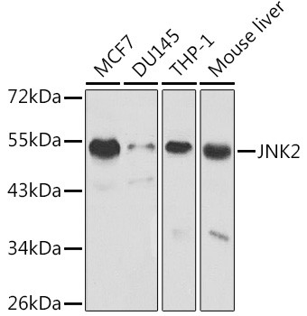 JNK2 Polyclonal Antibody (CAB1251)