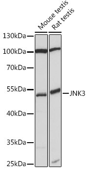 JNK3 Polyclonal Antibody (CAB17408)