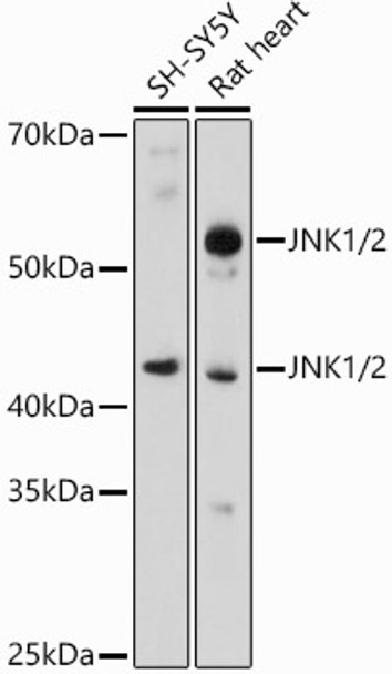 JNK1/2 Polyclonal Antibody (CAB18287)