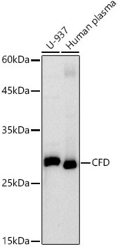 CFD Monoclonal Antibody (CAB21110)