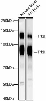 TrkB Monoclonal Antibody (CAB21232)