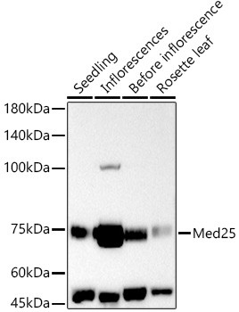 Med25 Polyclonal Antibody (CAB21274)