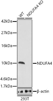 NDUFA4 Polyclonal Antibody (CAB21502)